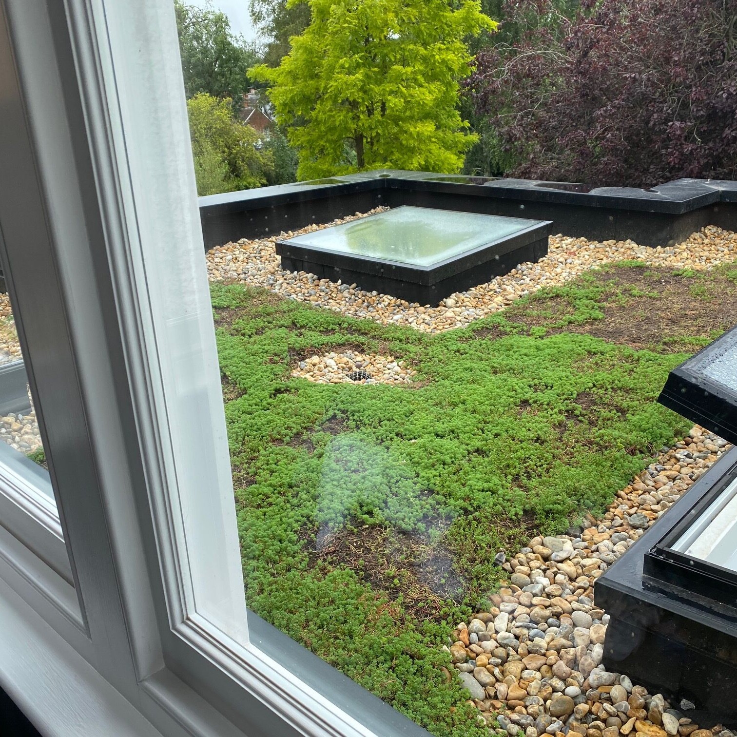 Image shows the green roof of a new ground floor extension